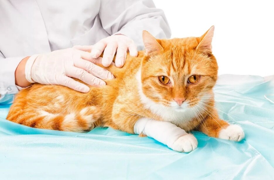 Из открытых источников 