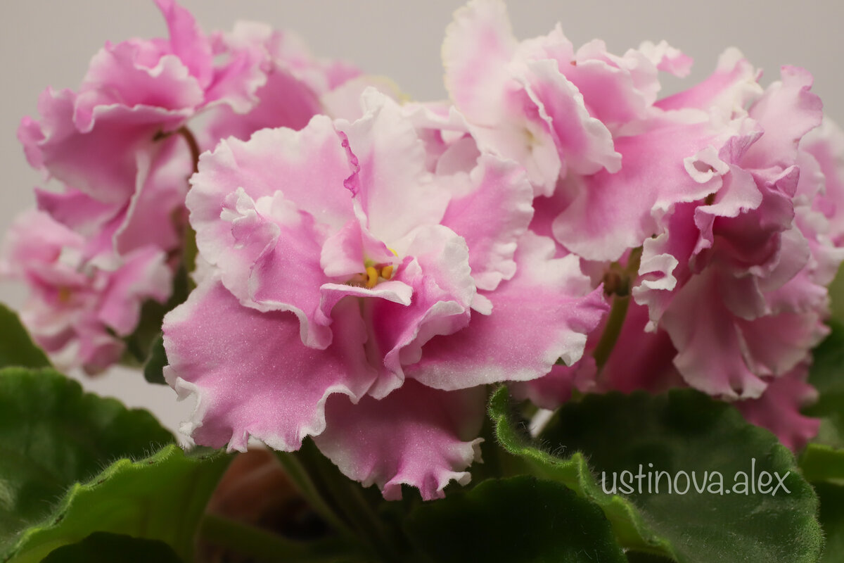 Фиалка моей селекции ЭТ-Зайка