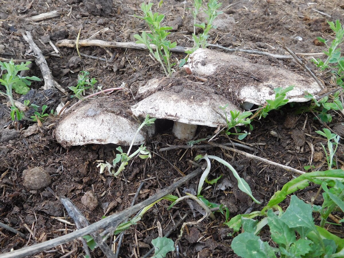 первая семейка. Уже переросшие.