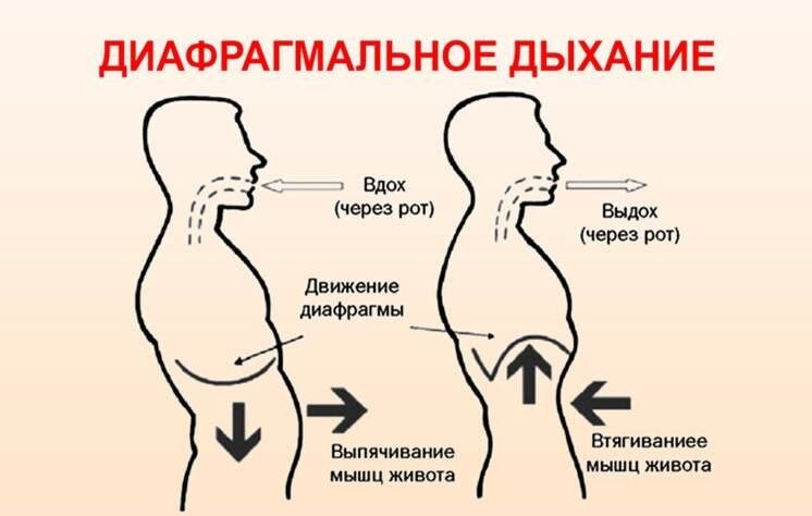 Механика диафрагмального дыхания