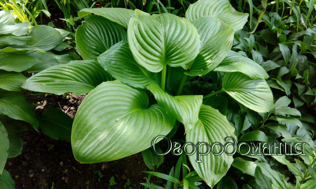 Фото автора: Обожаю хосты! :)