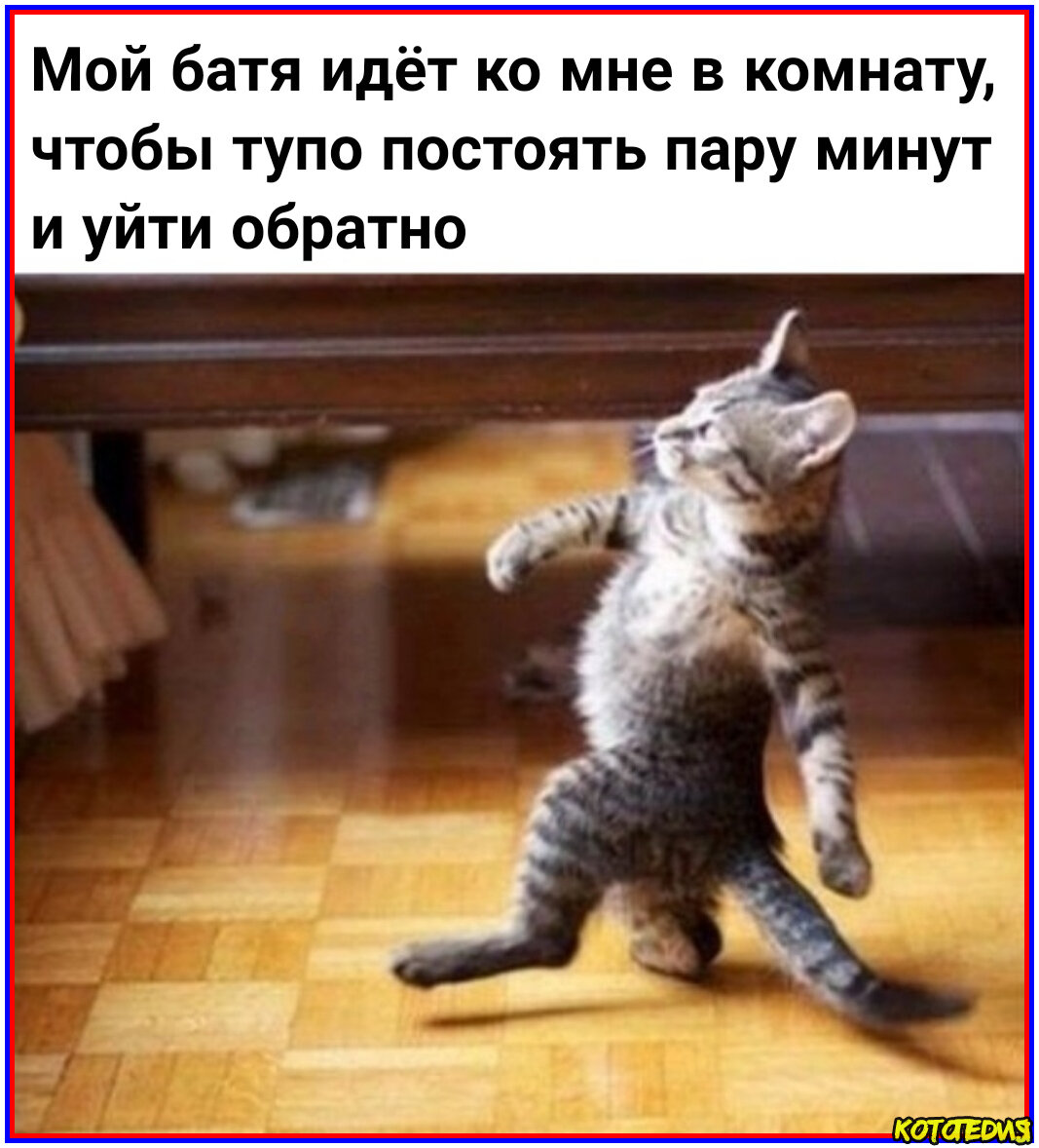 Мемы про кошек