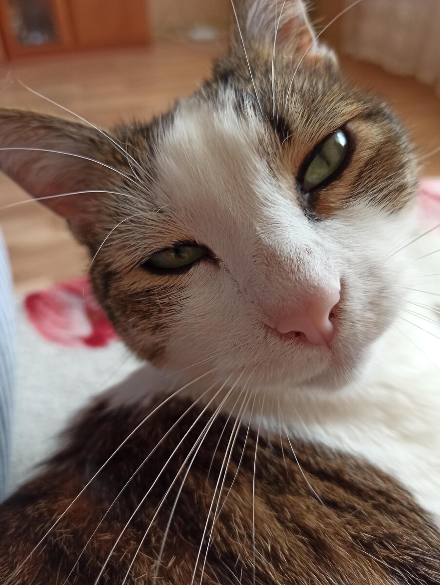 Кузя, уставший от июньского пекла.