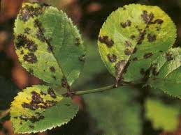 грибковое заболевание. чёрная пятнистость