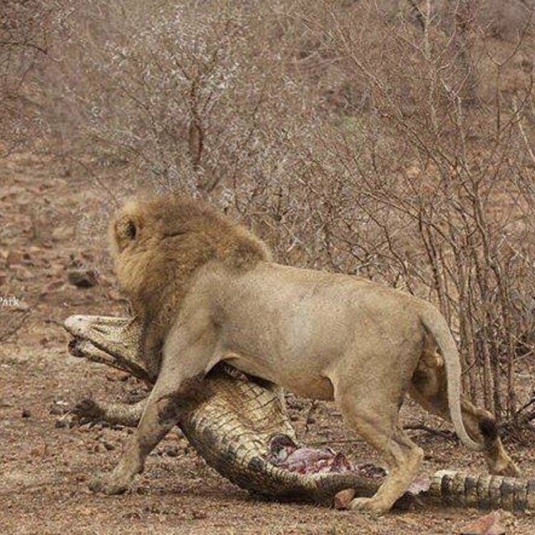 Яндекс. Картинки 