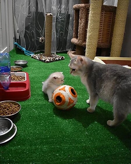 Наш уголок для любимца
