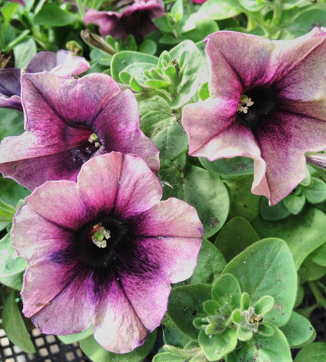 Сурфиния - "дочь" петунии.