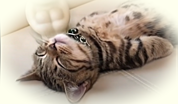 Котики