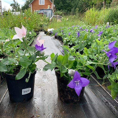 Платикодон синий и розовый