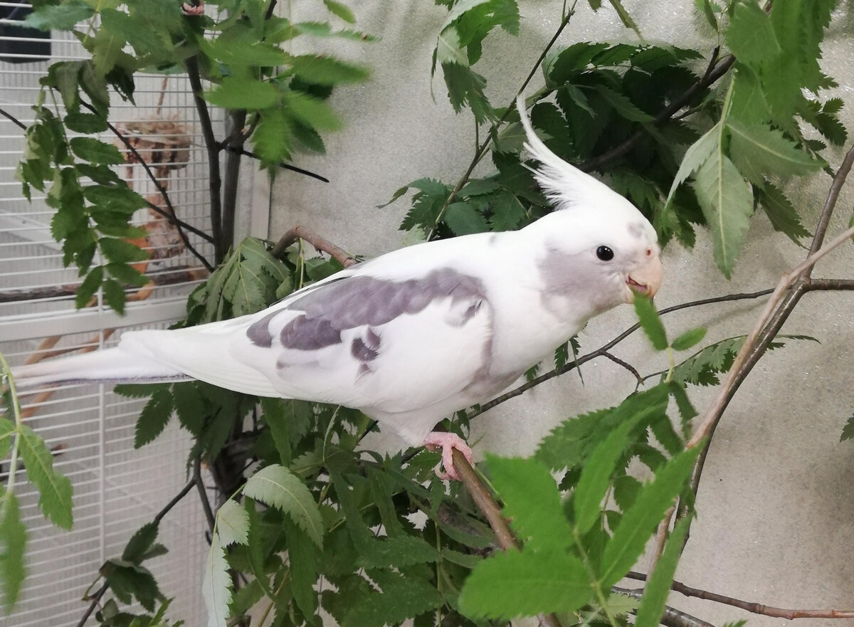 Штерн. Фото автора.