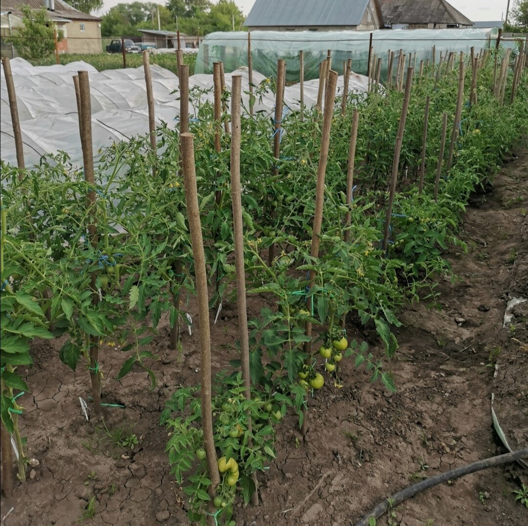 Мои томатные грядки 