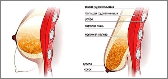  Почему грудь обвисает?
В период кормления грудью ощущение полноты груди создает именно молоко. Но под его тяжестью ткани довольно сильно растягиваются и как только время грудного вскармливания заканчивается, молоко пропадает, а растянутые ткани становятся довольно легкими и бесформенными. В конечном итоге мы сталкиваемся с обвисшей грудью.

Есть ещё одна причина обвисания бюста – это недостаточная сильная поддержка молочных желез грудными мышцами. от всех видимых деформаций этого периода, в том числе и от растяжек. Для устранения этой проблемы понадобится время. Принимать какие-либо меры можно лишь через 8-9 месяцев после родов. Достаточно взять за правило уделять себе хотябы 2 раз в день по 15 минут.