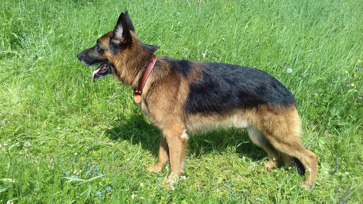 Эрих, лето 2019. Фото автора. 