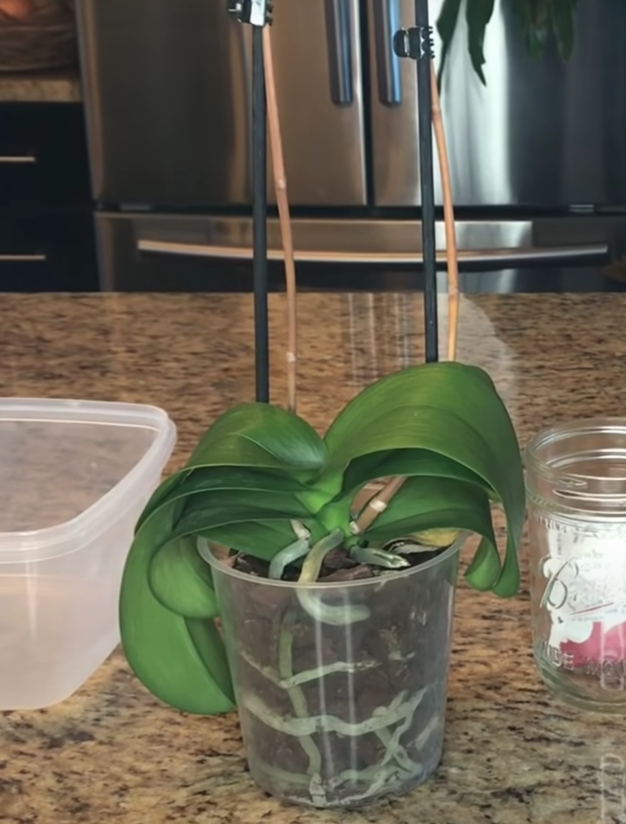 Умирающая орхидея