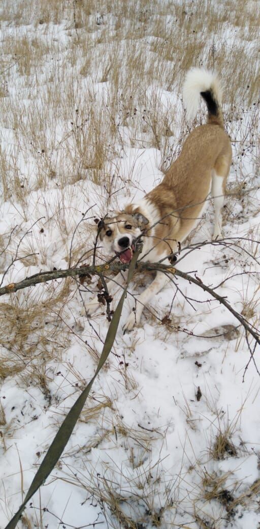 мой пес Рэй! 