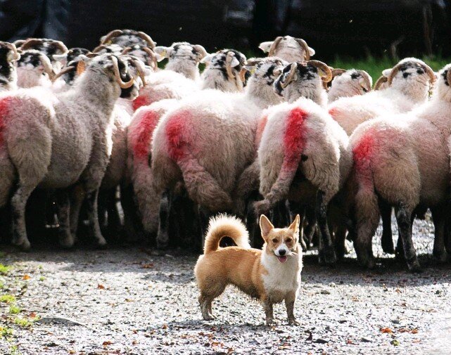 Вельш-корги Дафни за работой. https://i.prcdn.co/img?regionKey=76vswMTrZnz48RKmMRCTyg%3d%3d