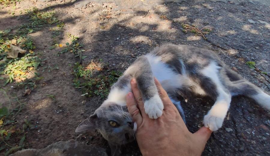 Кот Семен играет.