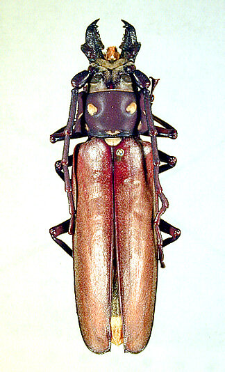 Самец реликтового дровосека. Фото М.Б. Дианова (с сайта zin.ru)
