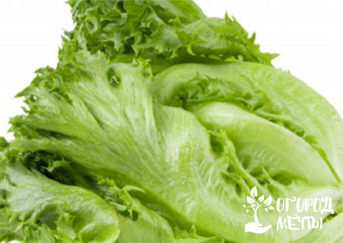 10 популярных идей на тему "salad vegetables list" для вдохновения