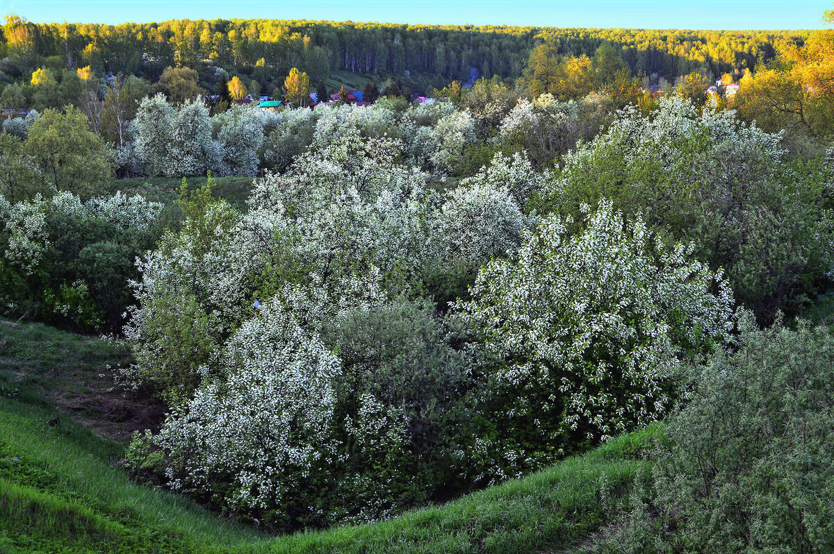 Вихри снежные черемухи