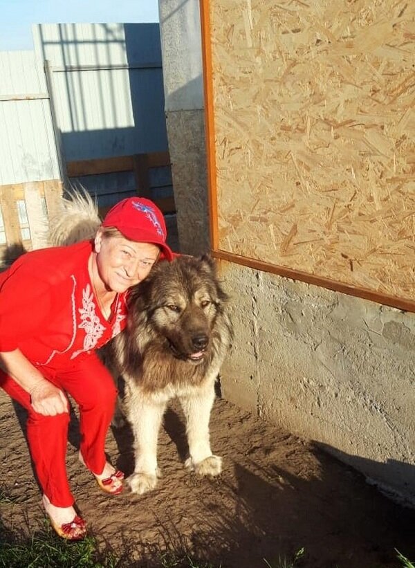 Кавказец Грэй - надежный охранник, своенравный и суровый парень.