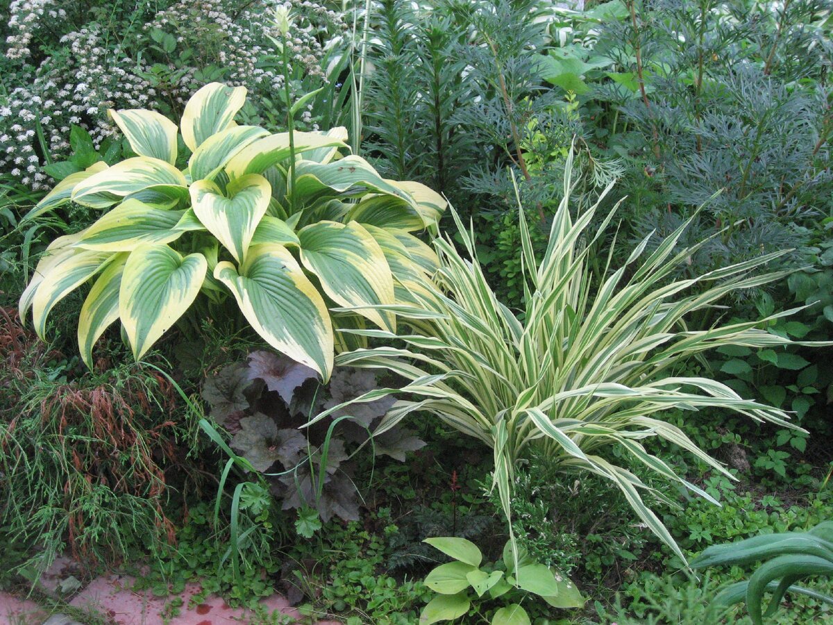 Лилейник "Золотая Зебра / Малья"  (Hemerocallis Golden Zebra / Malja) и хоста "Aureomarginata"