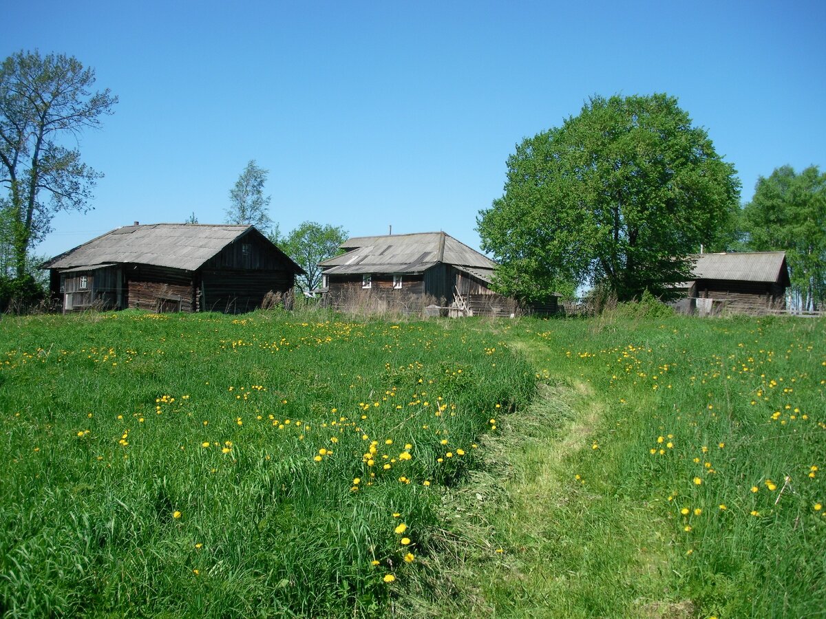 Деревня летом. Фото автора
