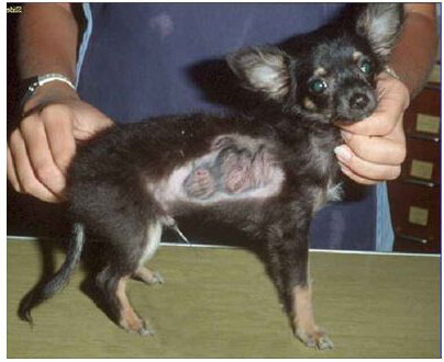 Стригущий лишай у собаки