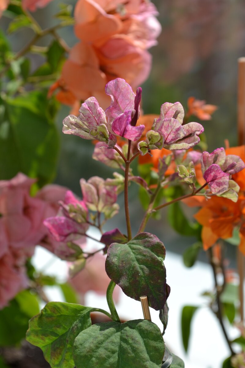 Сорт Black Maria 