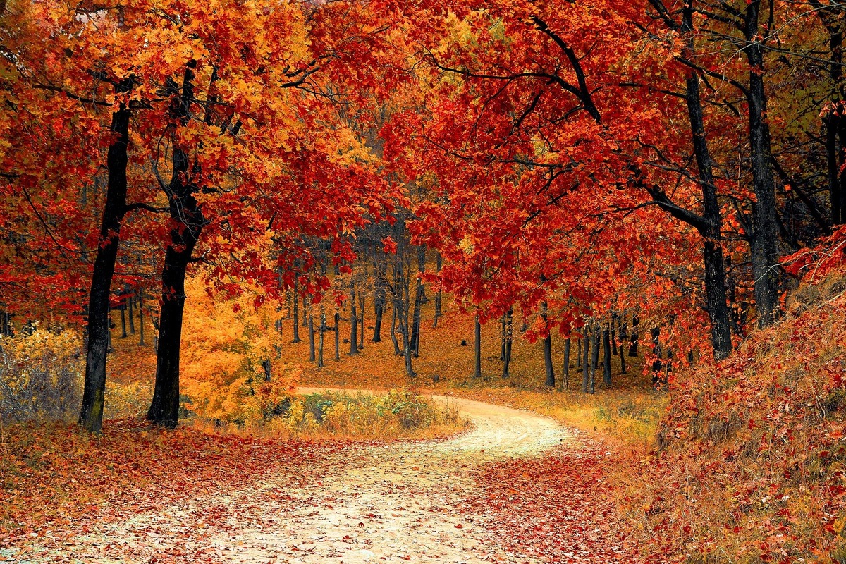 Фото с Pixabay.com