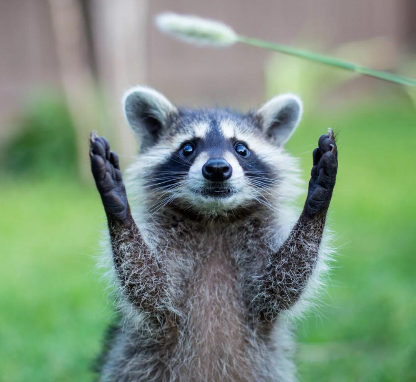 Картинка из личного архива, но вероятно, что она и из интернета)