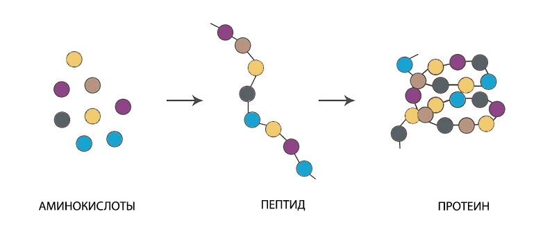 Белки и пептиды