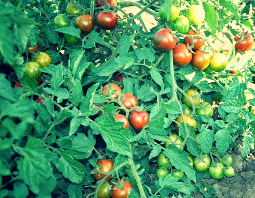 Хороший урожай помидорчиков.