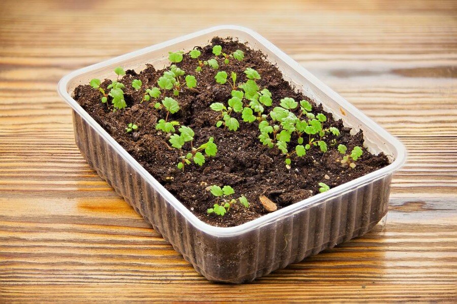 Как я высеваю семена земляники – простой способ, который позволяет получить хорошую рассаду
