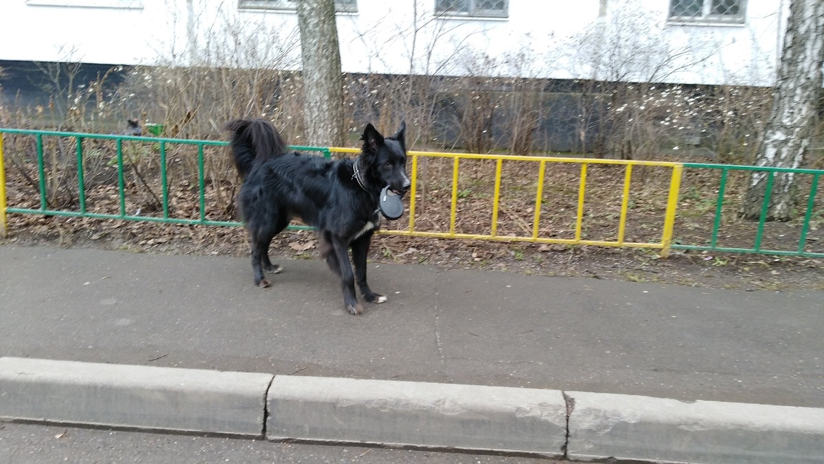 Один из участников историй и приключений Байкал.