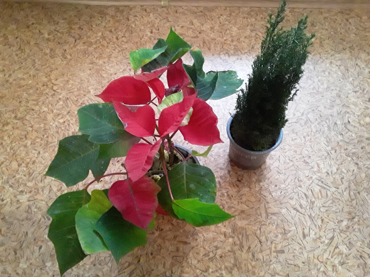 Во имя спасения 1 января было куплено два растения, но кипарисовик был уже совсем мертв, хотя вида не показывал, как и все хвойные