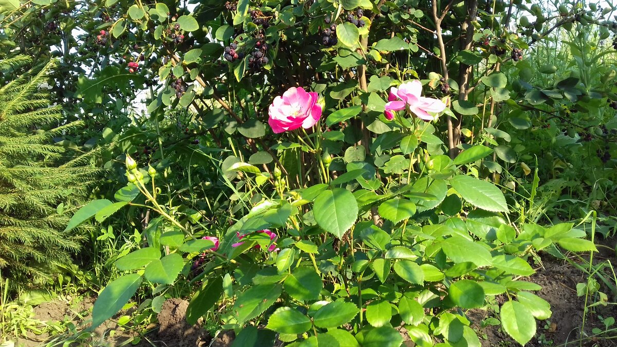 Пока в вазоне, для подтверждения сортности,июль 2017г. - первогодка