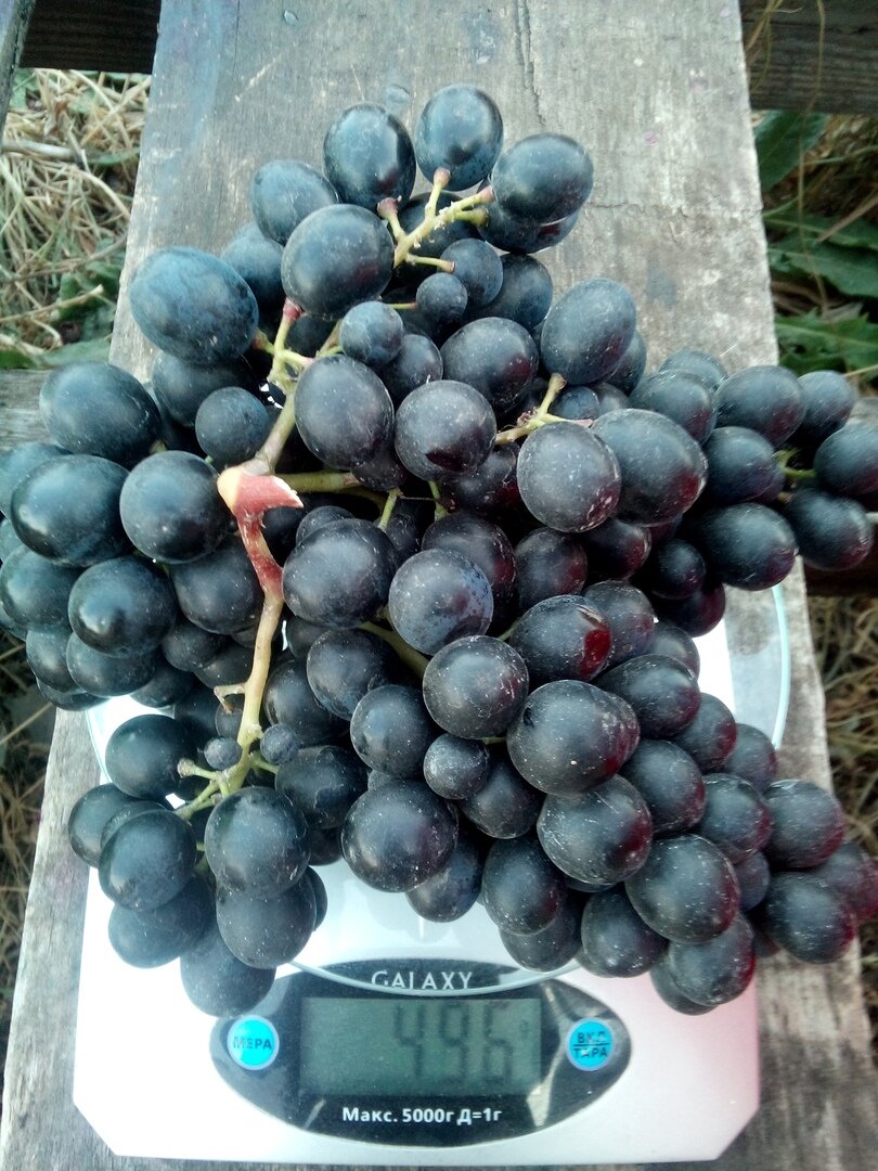 Сорт винограда Антей магарачский | ВИНОГРАД ЦЕНТР | Дзен