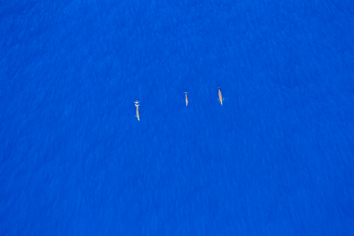 Стая клювых китов отдыхает в теплых водах экватора.