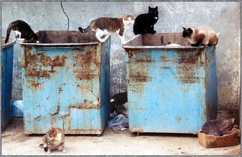 Знакомая картина? Можно увидеть практически на каждой помойке.