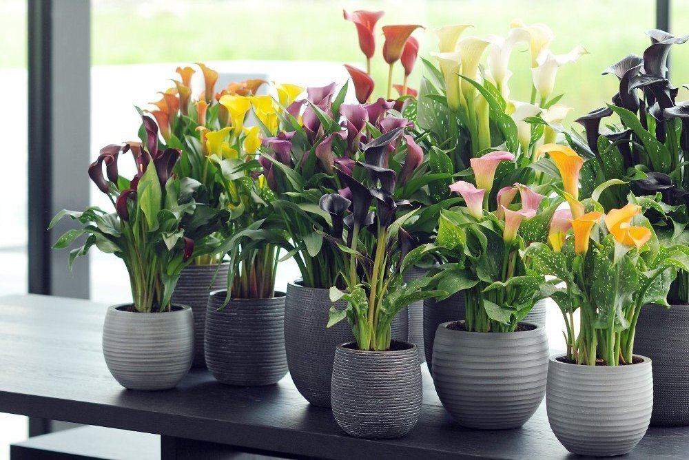 Каллы в горшках