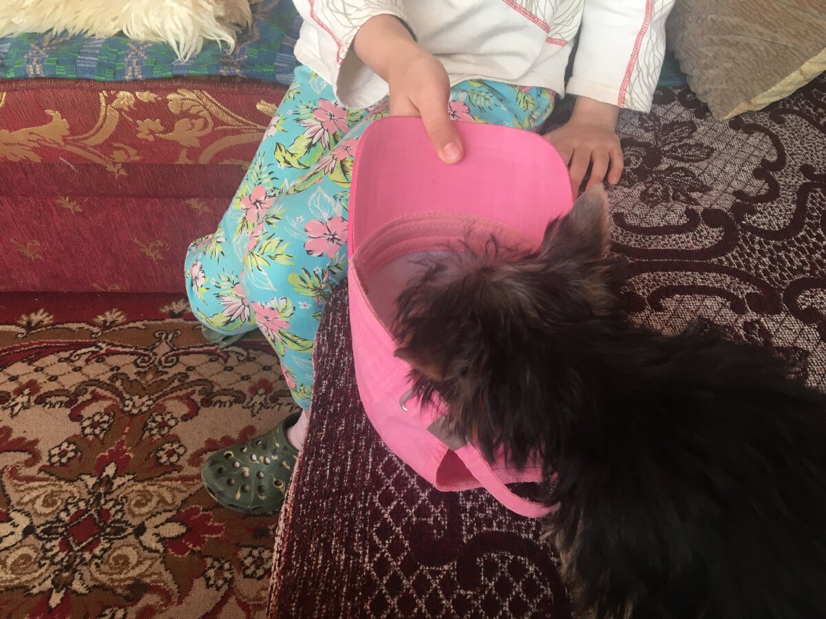 Процесс выбирания клички в самом разгаре