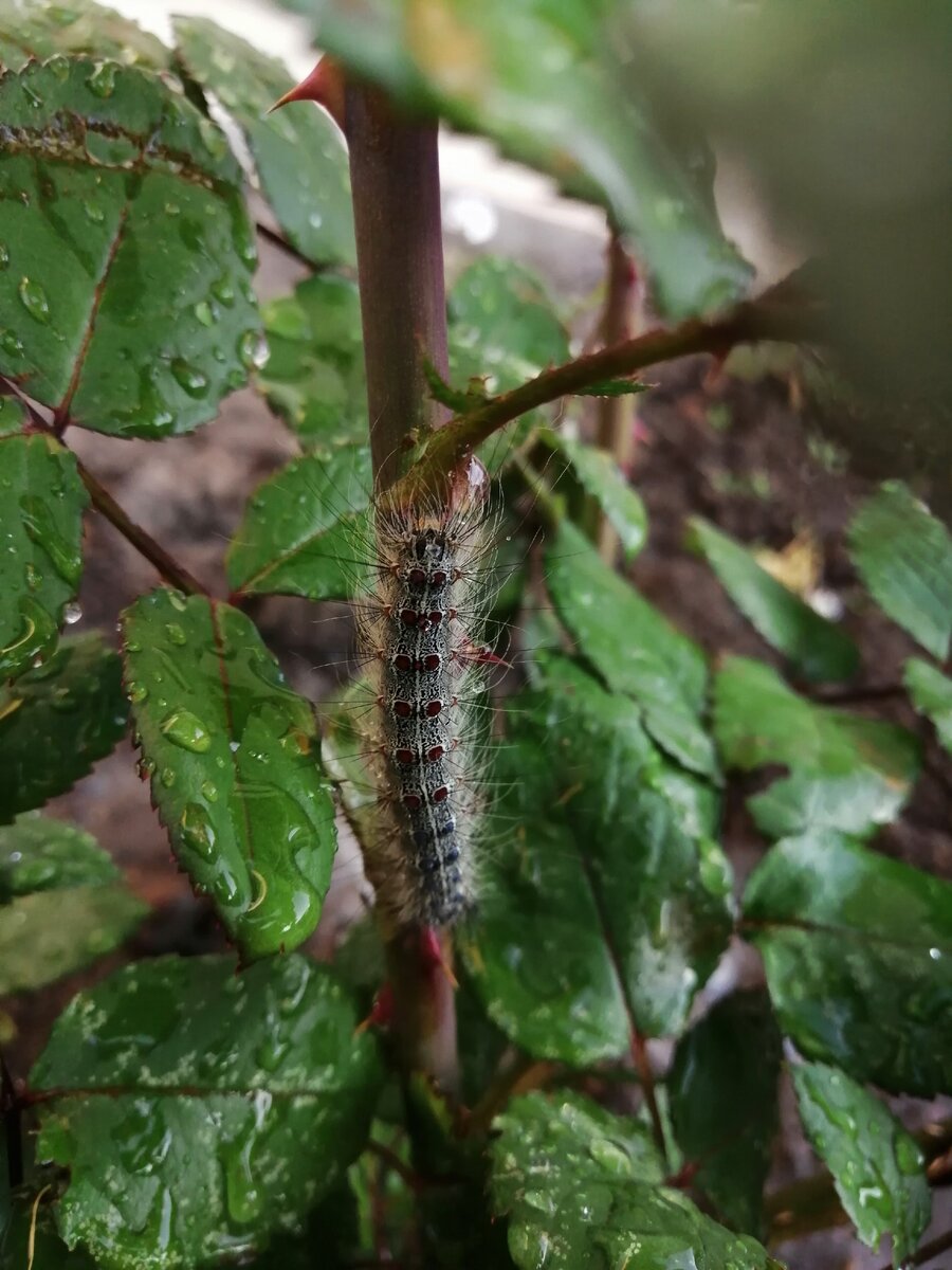 Нам гусеницы неприятны, но посмотрите, она же великолепна, и не забывайте, что из нее вырастает прекрасная бабочка! И неё есть своя аура.