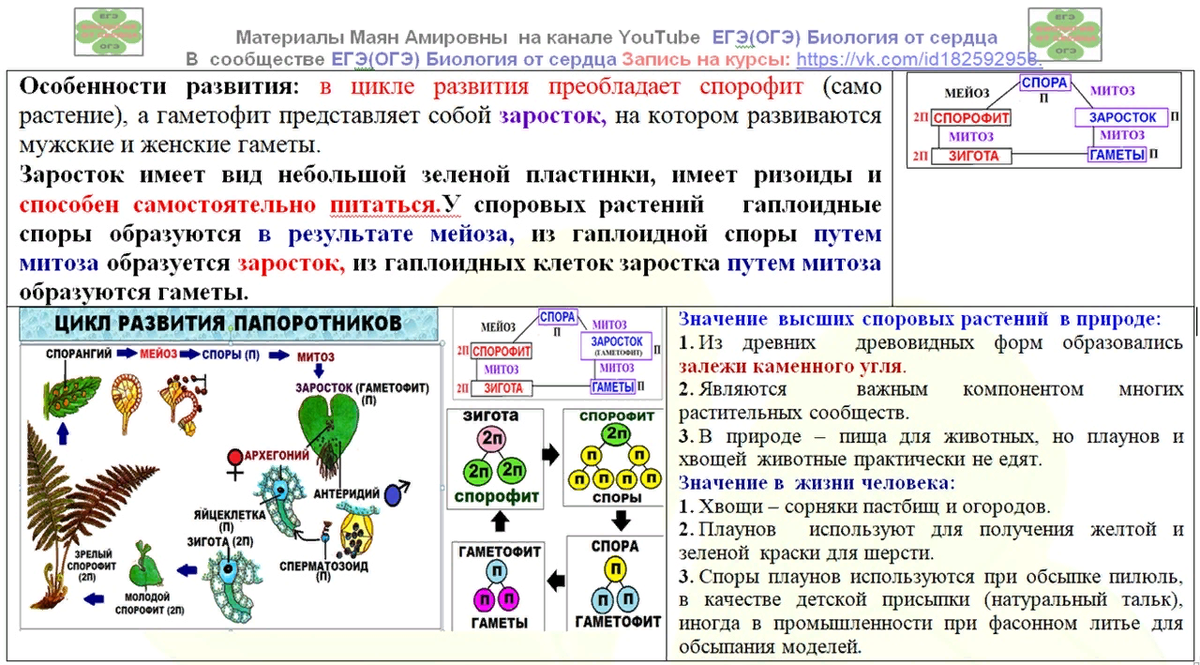 Картинки для егэ по биологии