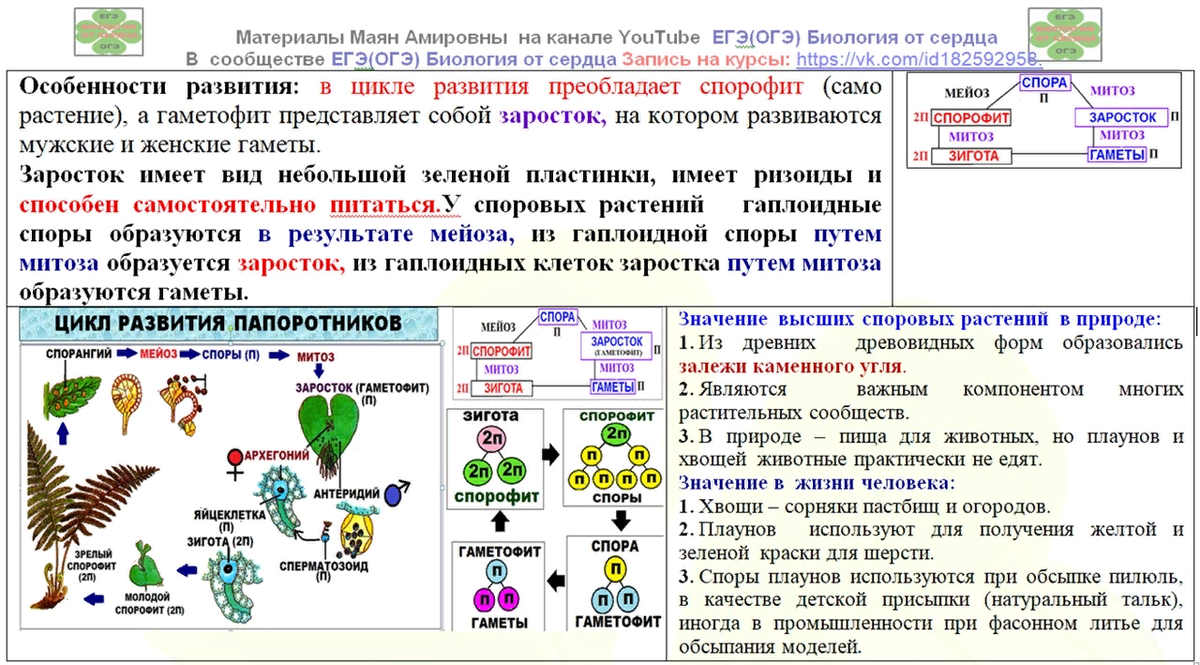 Хромосомный набор листьев. Размножение споровых растений таблица. Темы для ОГЭ по биологии. Биология все основное для ОГЭ. Биология от сердца ЕГЭ по биологии.