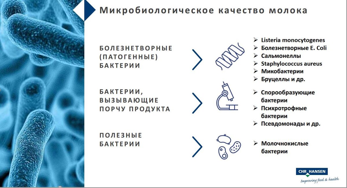 Бактерии в молоке