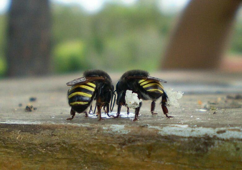 " Пчелы мелипоны "