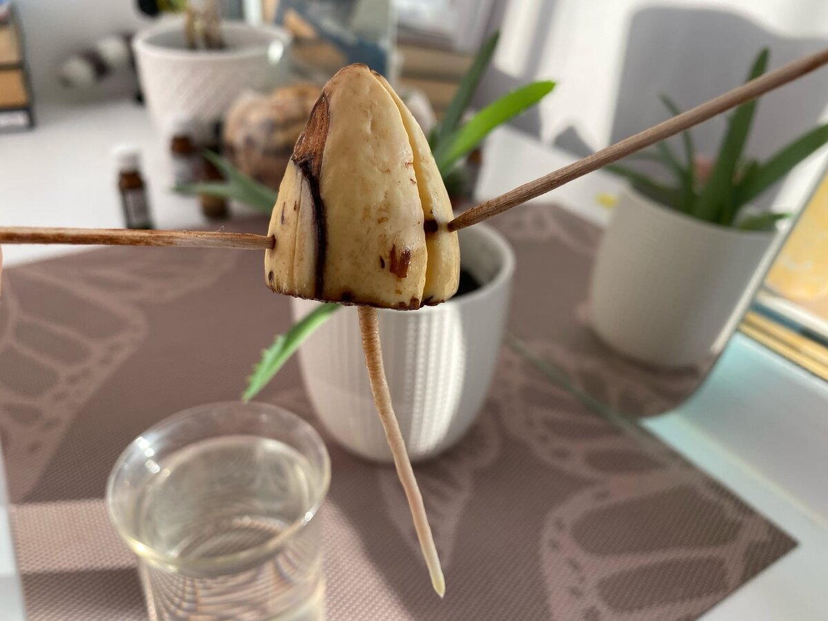 Пророщенный авокадо (3 недели)