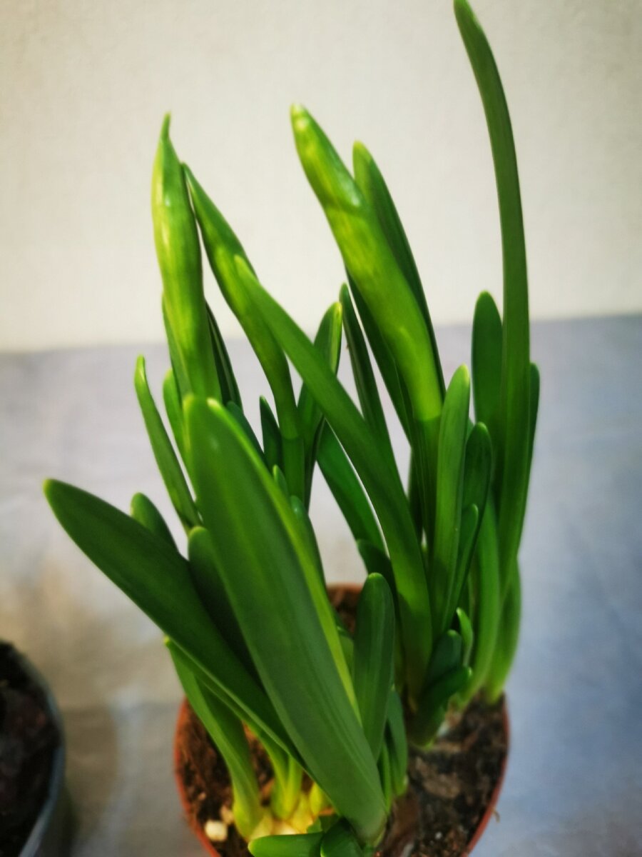 Что за цвет прячется за этим насыщенным зеленым?