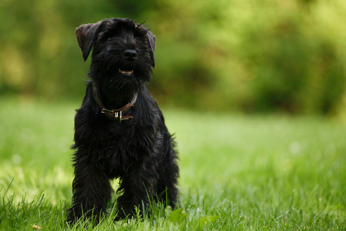 Характеристика породы